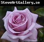 unknow artist Realistic Purple Rose